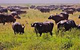 TANZANIA - Serengeti National Park - 014 Buffalo